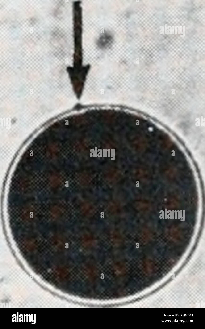 . The Biological bulletin. Biology; Zoology; Biology; Marine Biology. J • FIGURE 1A-1L. Light micrographs showing the cortical reaction of P. aztecus eggs from the unreacted stage, through the release of the polar body (arrow), to the formation of a hatching membrane. Bar = 200 /urn. Once the cortical rods are expelled, they form a corona around the egg (Fig. IE). This corona remains as the rods swell and begin to dissipate (Figs. 1G, 1J). Within 5 to 7 min after initiation of the reaction, the cortical rods. Please note that these images are extracted from scanned page images that may have be Stock Photo