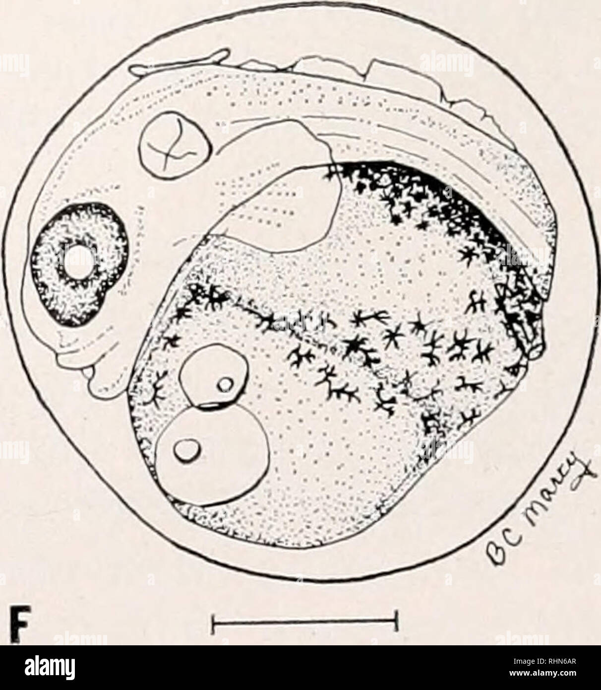 . The Biological bulletin. Biology; Zoology; Biology; Marine Biology. FIGURE 3. Later development of the eggs of the grubby, Myoxocephalus aenaeus, artificially propagated in the laboratory: A) developing embryo, 1.60 mm (325 hr—13.5 days); B) de- veloping embryo, 1.57 mm (350 hr—14.6 days) ; C) developing embryo, 1.60 mm (415 hr— 17.3 days) ; D) developing embryo, 1.67 mm (552 hr—23 days) ; E) late developing embryo, 1.60 mm (605 hr—25.2 days) ; F) late developing embryo, 1.60 mm (725 hr—30.2 days), scale = 0.5 mm. Measurements refer to mean egg capsule diameters.. Please note that these imag Stock Photo