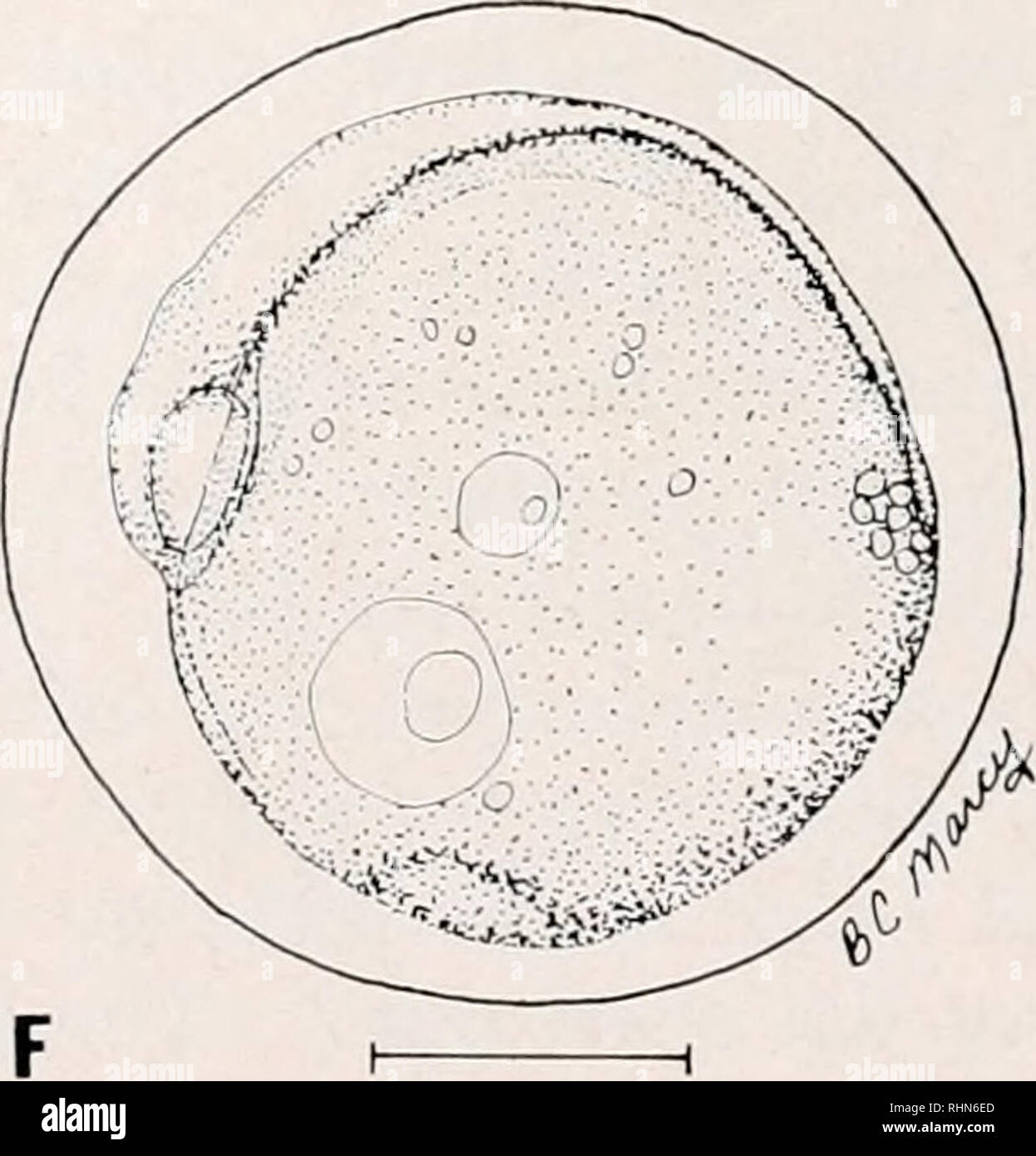 . The Biological bulletin. Biology; Zoology; Biology; Marine Biology. FIGURE 2. Development of the eggs of the grubby, Myoxocephalus acnacus, artificially propagated in the laboratory: A-B) 64-cell to multicellular stage, 1.60 and 1.57 mm (33-98 hr) ; C) blastula stage, 1.53 mm (196 hr—8 days) ; D) gastrula stage, 1.53 mm (196 hr—8 days) ; E-F) early embroynic stages, 1.60 mm (189-246 hr—7.8 to 10.3 days), scale = 0.5 mm. Measurements refer to mean egg capsule diameters.. Please note that these images are extracted from scanned page images that may have been digitally enhanced for readability  Stock Photo