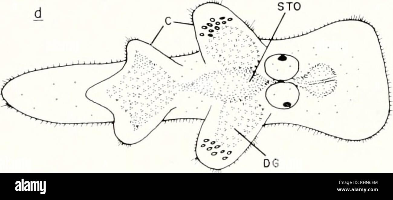 . The Biological bulletin. Biology; Zoology; Biology; Marine Biology. STO 100. DG FIGURE 3. Late metamorphosis and early postlarval development in Cuthona naiia: a) shell loss; b) newly emerged juvenile; c) elongated juvenile; and d) juvenile with four primary cerata. Stages a-c occur in 20-23 days after oviposition at 11-12° C. Growth to stage d occurs in another 2-3 weeks in the presence of abundant food. BM indicates the buccal mass; C, two cerata; DG, the digestive gland; E, the eye; OP, the operculum; SH, the shell; STO, the stomach; VM, the visceral mass; and Y, yolk concentrations in th Stock Photo