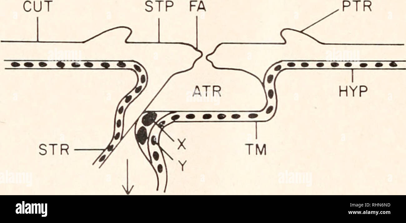 . The Biological bulletin. Biology; Zoology; Biology; Marine Biology. 276 B. N. BURKETT AND H. A