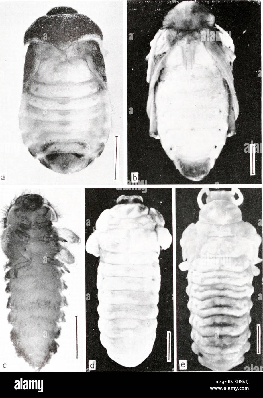 . The Biological bulletin. Biology; Zoology; Biology; Marine Biology. 372 MOXIR M. METWALLY AND FRANTI5EK SEHNAL. FIGURE 2. The pupal-adult (top) and larval-pupal (bottom) intermediates produced by JHa in Trogodcnnn (pictures a and c) and Carycdon (pictures h, d, and e). The pupal-adult intermediates were classified with score 2, the larval-pupal ones with score 4 (pictures c and d) and 2 (picture e). The lines indicate length of 1 mm.. Please note that these images are extracted from scanned page images that may have been digitally enhanced for readability - coloration and appearance of these Stock Photo