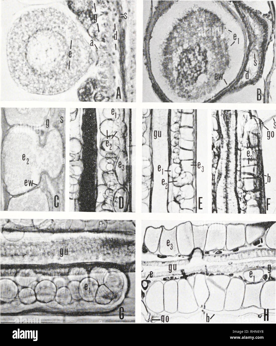 . The Biological bulletin. Biology; Zoology; Biology; Marine Biology. EGG-LAYING IN SAGITTA 249. FIGURE 1. A—maturing egg; B—mature egg; C to F—stages in migration of egg to duct; G—ovary with mature unmigrated eggs showing contractions of ovary walls; H—eggs in duct immediately prior to laying. Figures A-C and H are from sections, D-G from live material; width of body approximately 0.5 mm ; a—accessory fertilization cells; b—body wall; d—duct; e—maturing egg; ei—mature unmigrated egg; 62—migrating egg; e3—migrated egg; cw—egg cell wall; g—germinal epithelium; go—gonopore ; gu—gut; s—sperm.. P Stock Photo