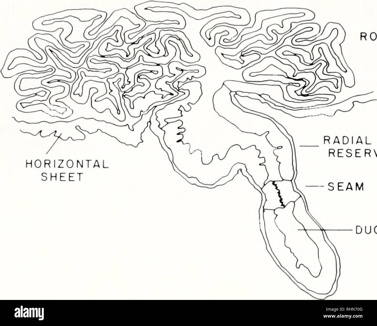 . The Biological bulletin. Biology; Zoology; Biology; Marine Biology