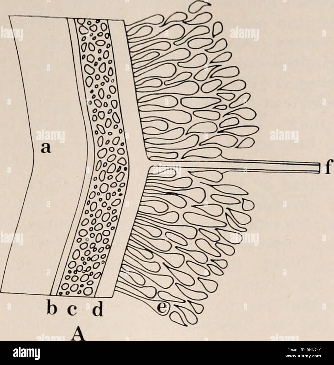 . The Biological bulletin. Biology; Zoology; Biology; Marine Biology