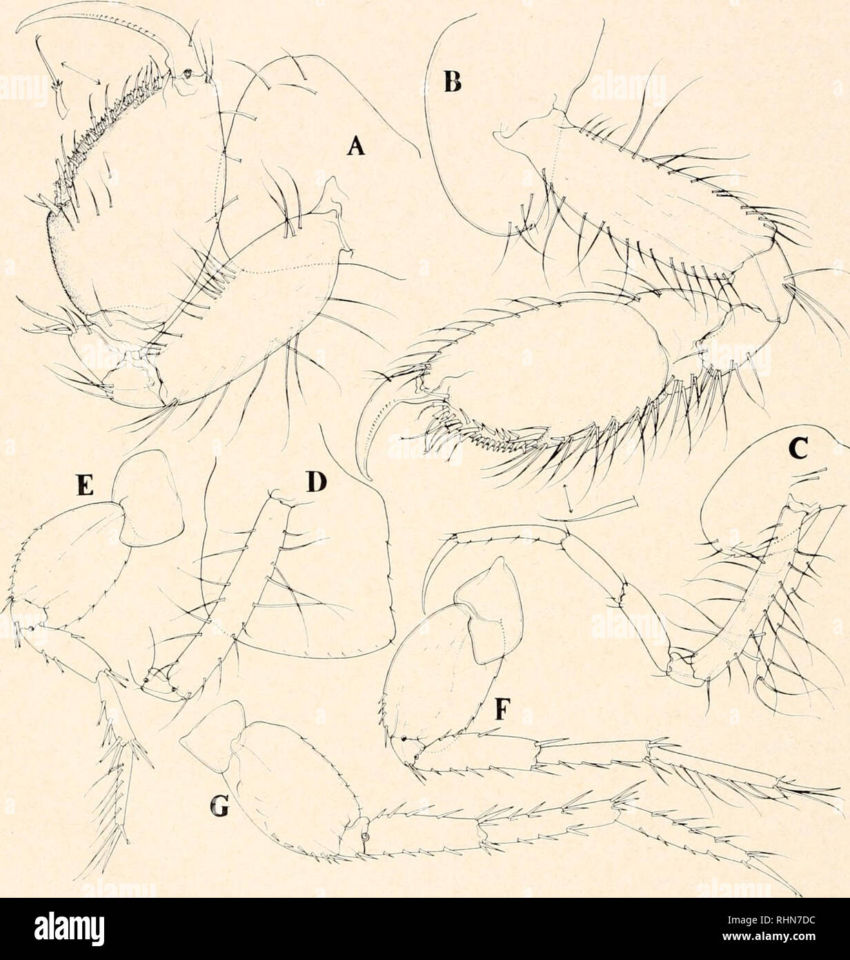 Uropod Rami . The Biological bulletin. Biology; Zoology; Biology; Marine Biology ...