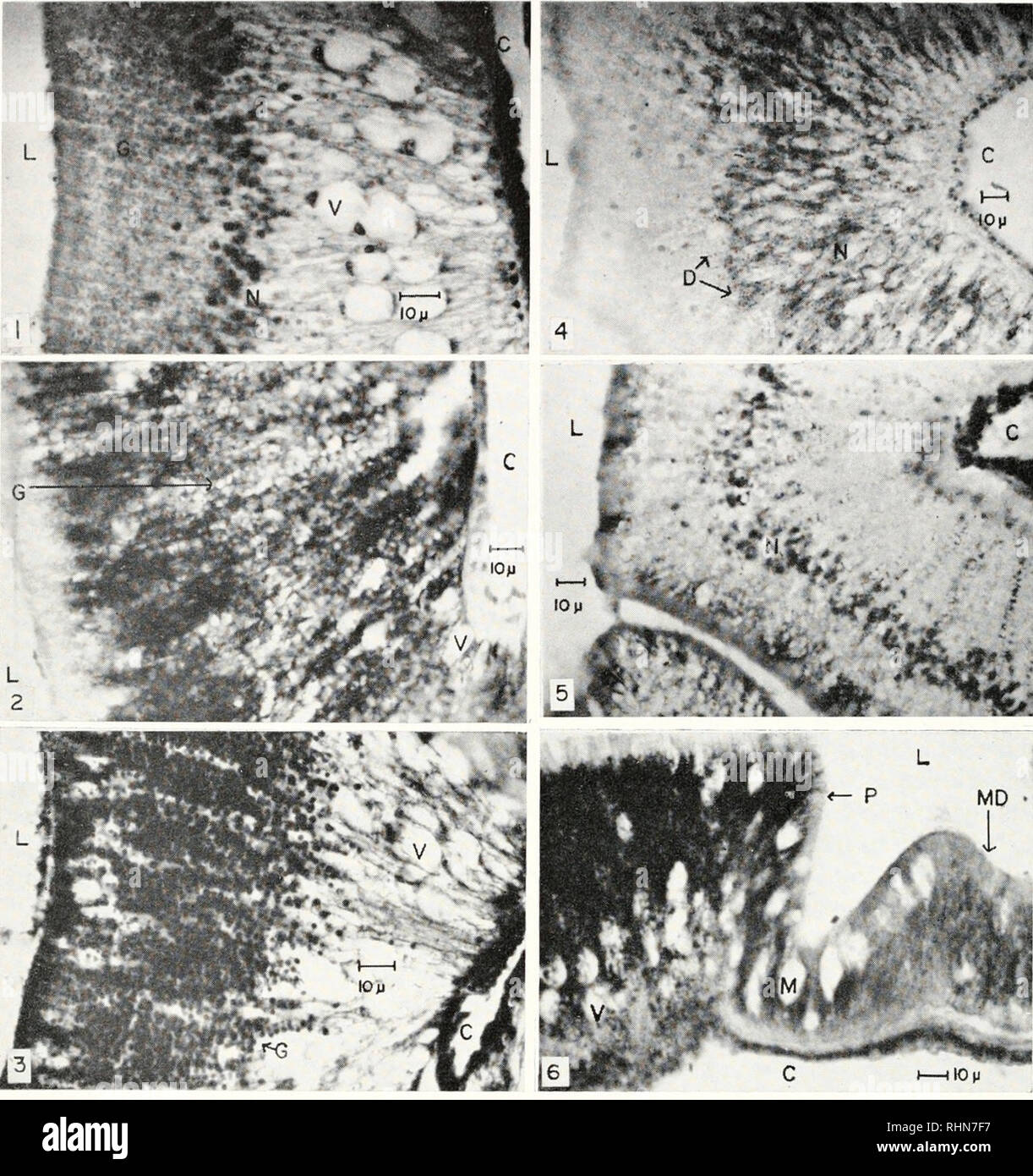 . The Biological bulletin. Biology; Zoology; Biology; Marine Biology. 470 SISTER M. AQUINAS NIMITZ. FIGURE 1. Pouch epithelium of the pyloric caeca of Pisastcr. The nuclei forming a band to the left of the center of the photograph (N) belong to the storage cells, and the granules (G) reaching in files from the nuclear band toward the luminal border (L) are the storage cell granules. The large vacuoles (V) and the nuclei associated with them belong to zymogen cells. The coelom (C) is at the right. This tissue was fixed in Rossman's fluid, embedded in paraffin, sectioned at 7 M and stained with  Stock Photo