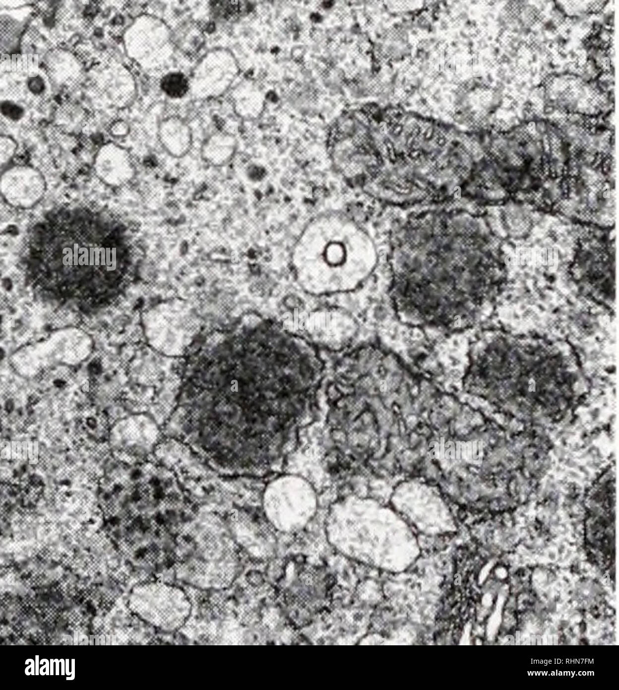 . The Biological bulletin. Biology; Zoology; Biology; Marine Biology. ^;fv^ P?.&quot; ':^ ^ &quot;— f-'.?f ^ &gt;-&quot;'!. -*•;• ,?*. r r'&quot;l'-;• -, FIGURE 4. Ovary from an immature female collected in mid-August. Premolt condition is unknown. Many small oocytes are apparent. FIGURE 5. Oocyte from mature female brooding young. The oocyte (O) is surrounded by forming egg coat (EC) and follicle cells (FC). FIGURE 6. Mature oocytes from bright orange ovary of female at the end of the breeding season. Follicle cells (FC) still surround the oocyte and egg coat (EC) has only partially formed. F Stock Photo