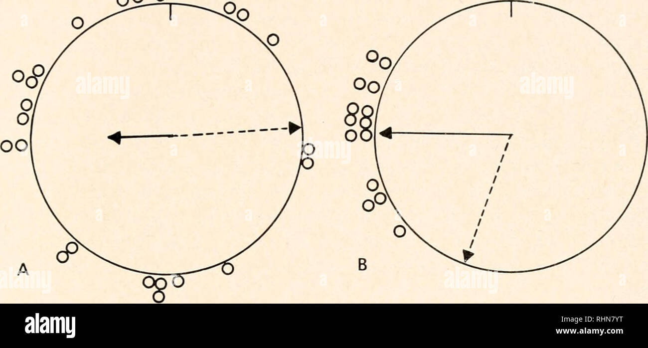 The Biological bulletin. Biology; Zoology; Biology; Marine Biology.  &quot;DISTANCE EFFECT&quot; IN ORIENTATION 517 scatter in their bearings  (mean LMV =0.81) but the mean vector is always oriented considerably west  of the