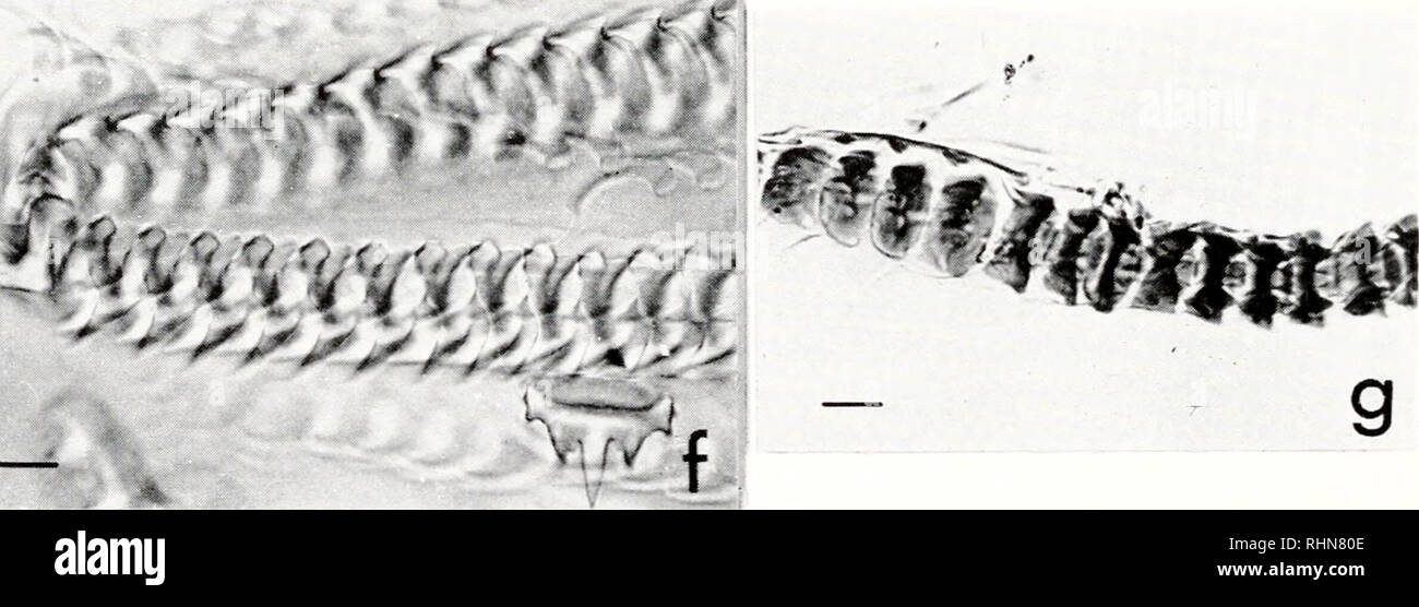 . The Biological bulletin. Biology; Zoology; Biology; Marine Biology. FIGURE 2. a-e: light micrographs of radulae of L&quot;ro^o//'/H.i' cincrca: (a) anterior end of normal radula of adult snail on subradular membrane; scale bar, 35 /JL ; (b) marginal (single cusped) and rachidian (tricusped) teeth of normal radula of adult snail; scale bar, 20/x; (c) parts of regenerated radula 100 days after snail tore off the anterior third of the proboscis which was wedged in a laboratory device, snail shell height 25 mm; scale bar, 20^; (d) anterior portion of regenerating radula 12 days after proboscisec Stock Photo