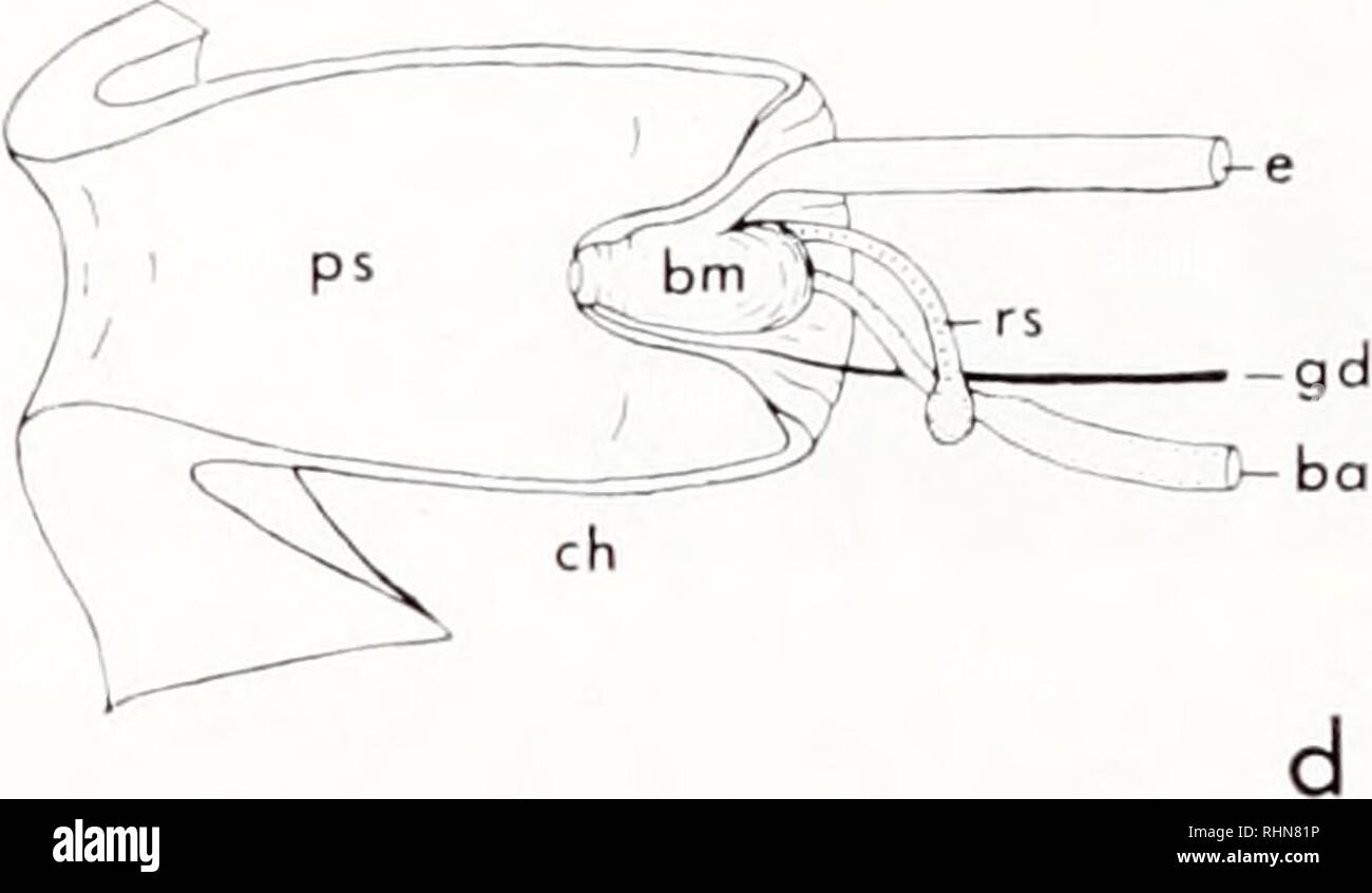 . The Biological bulletin. Biology; Zoology; Biology; Marine Biology. FIGURE 1. Diagrams illustrating the gross anatomy, amputation, and regeneration of the proboscis of Urosalpin.v cinerea, shell height approximately 25 mm: (a) median plane of the proboscis retracted within the proboscis sac in the cephalic hemocoel; (b) line a, approximate plane at which proboscis amputated; (c) blastema joining the proboscis stump and ends of esophagus, buccal artery, and accessory salivary gland duct; (d) regenerated proboscis tip, buccal mass, and radular sac; a, plane of amputation ; b, blastema; ba, buc Stock Photo