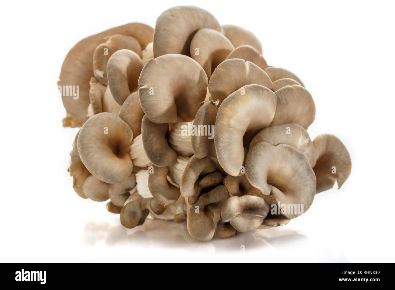 Oyster mushrooms, a bunch of mushrooms isolated on a white background