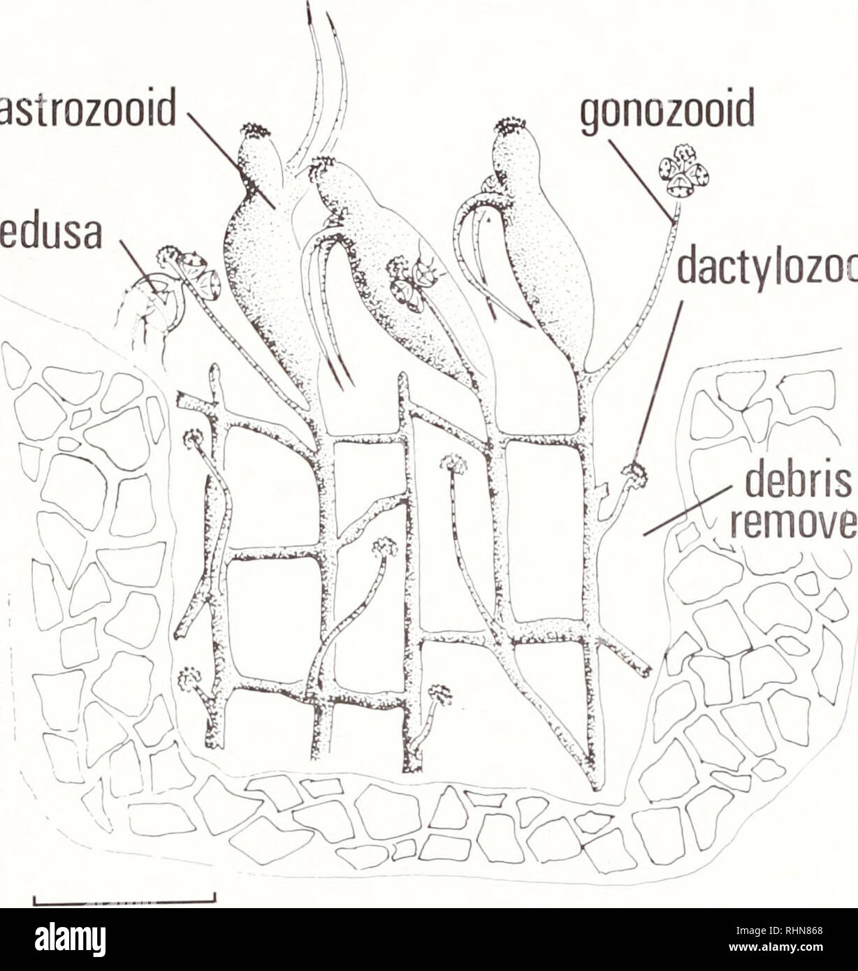 . The Biological bulletin. Biology; Zoology; Biology; Marine Biology. stolons gastrozooid worm tube gonozooid A. medusa dactylozooid. debris removed 1m.m. FIGURE 1. (A) Diagram of part of a colony of P. flaricirrata with the host worm re- moved, (B) appearance of the colony with the worm present. ' inly the proximal portions of most of the brachioles of the worm are shown. the &quot;neck&quot; of the hypostome. The apex of the hypostome carries a nematocyst pad (cnidothylacie) as do the terminal knobs of dactylozooids and gonozooids. Gono- zooids arise close to the bases of the gastrozooids (u Stock Photo