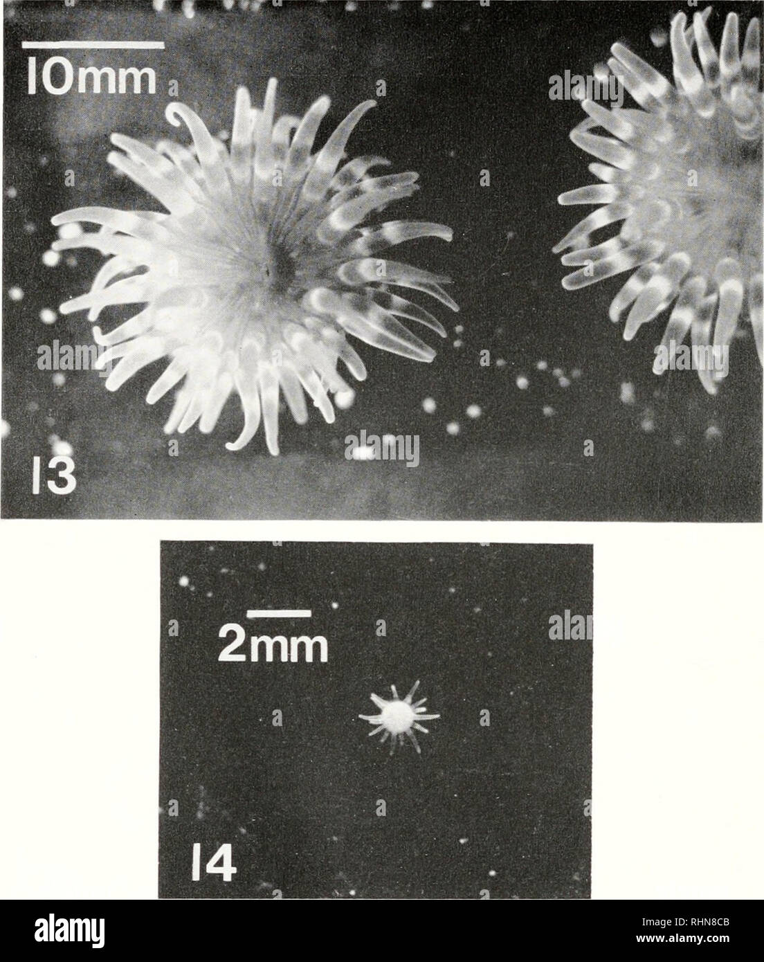 . The Biological bulletin. Biology; Zoology; Biology; Marine Biology. 214 FU-SHIANG CHIA AND JAMES G. SPAULDING. FIGURE 13. 14 month old anemone when fed in the laboratory. FIGURE 14. 14 month old anemone, when starved for the last 9 months. in the low interticlal and subtidal. Its base is broad (10 to 15 cm in diameter) and strongly adherent. The column is stout and cylindrical. The color varies from a yellow-brown to green and may have irregular red patches. Weakly developed verrucae may cover the column in regular rows, and are generally the same color as the column. In some specimens the v Stock Photo