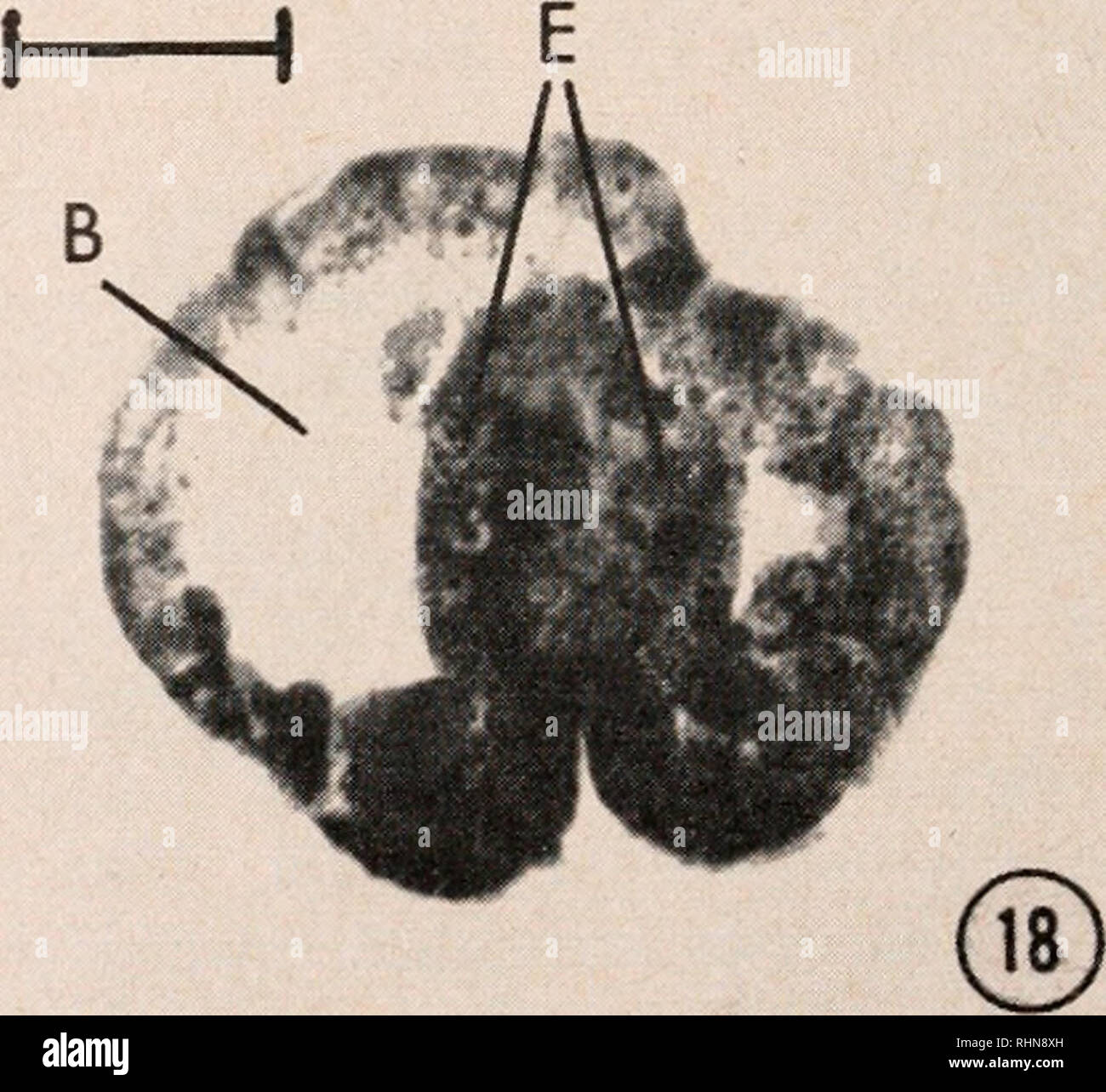. The Biological bulletin. Biology; Zoology; Biology; Marine Biology. FIGURE 13. Section of a normal 1-day old embryo. FIGURE 14. Sagittal section of an abnormal 1-day-old embryo treated the first 24 hours with 4 X 1CT' M CoCL. FIGURE 15. Sagittal section of a normal 2-day-old embryo. FIGURE 16. Sagittal section of an abnormal 2-day-old embryo treated the first 24 hours with 4 X 1(T5 M CoCL. FIGURE 17. Sagittal section of a normal 3-day-old embryo. FIGURE 18. Sagittal section of an abnormal 3-day-old embryo treated the first 24 hours with 4 X lO'8 M CoClo. Key for Figures 13 to 18. B, blastoco Stock Photo