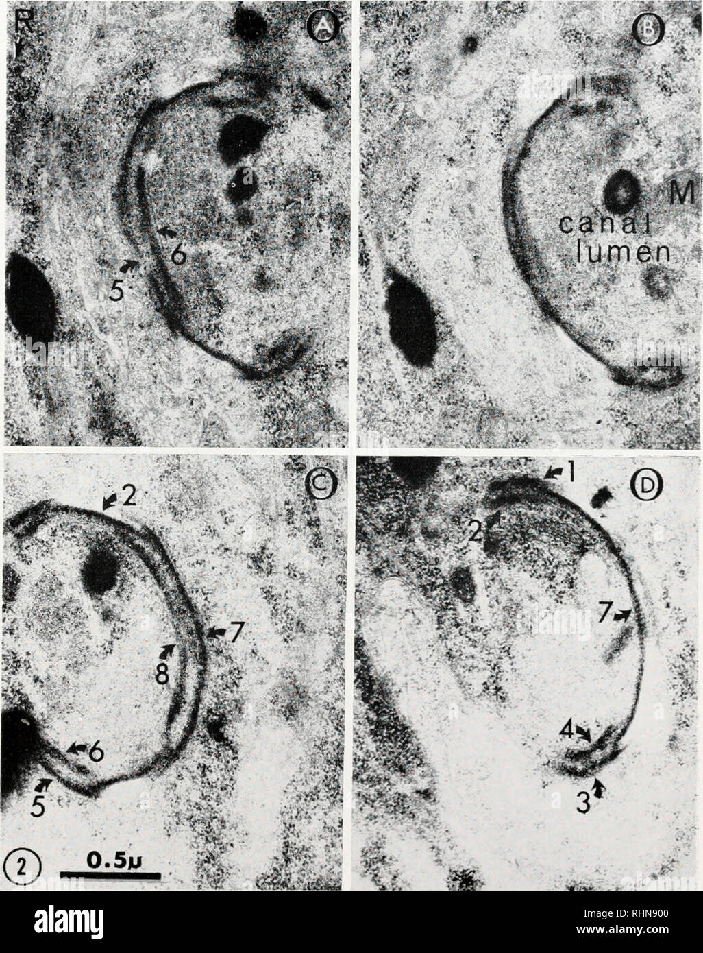 . The Biological bulletin. Biology; Zoology; Biology; Marine Biology