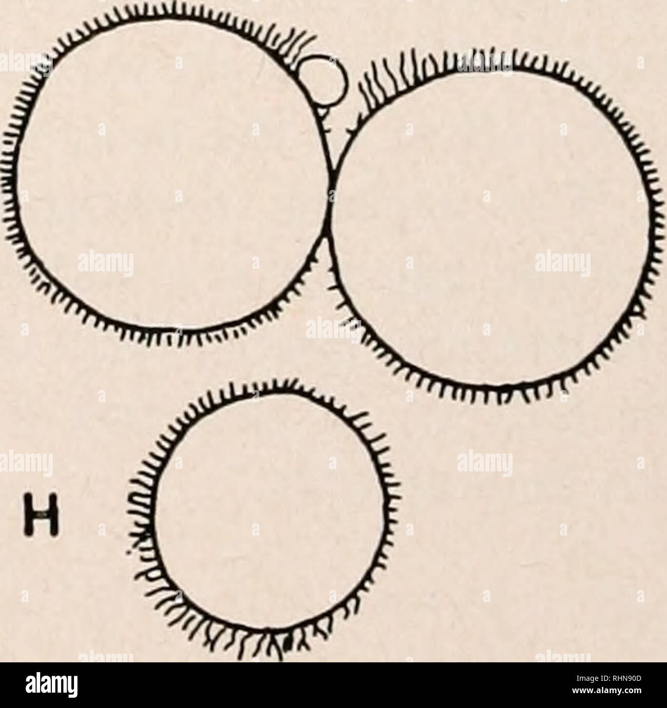 Interphase contrast hi-res stock photography and images - Alamy