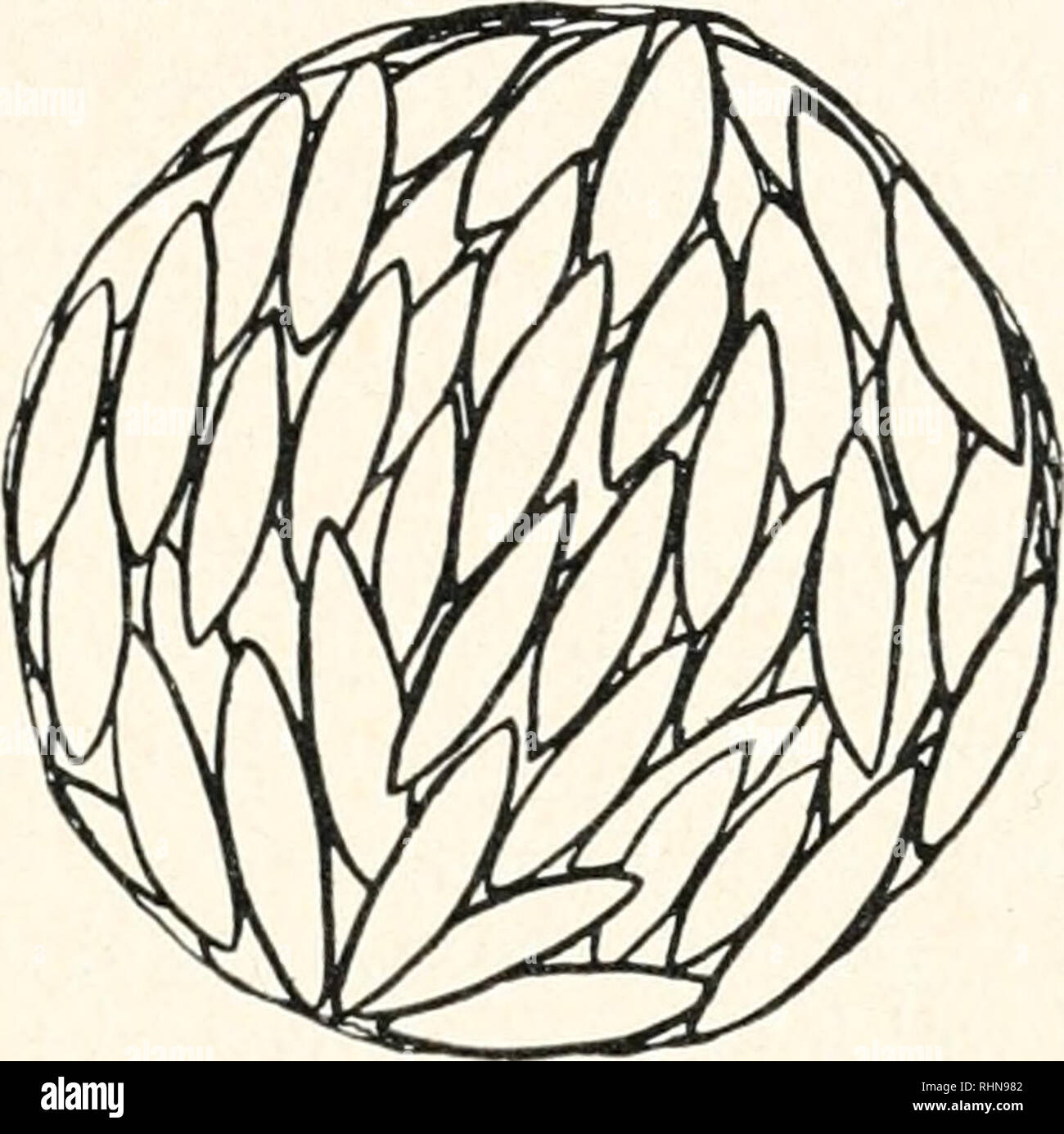 Rodlet Geometry . The Biological bulletin. Biology; Zoology; Biology; Marine Biology ...