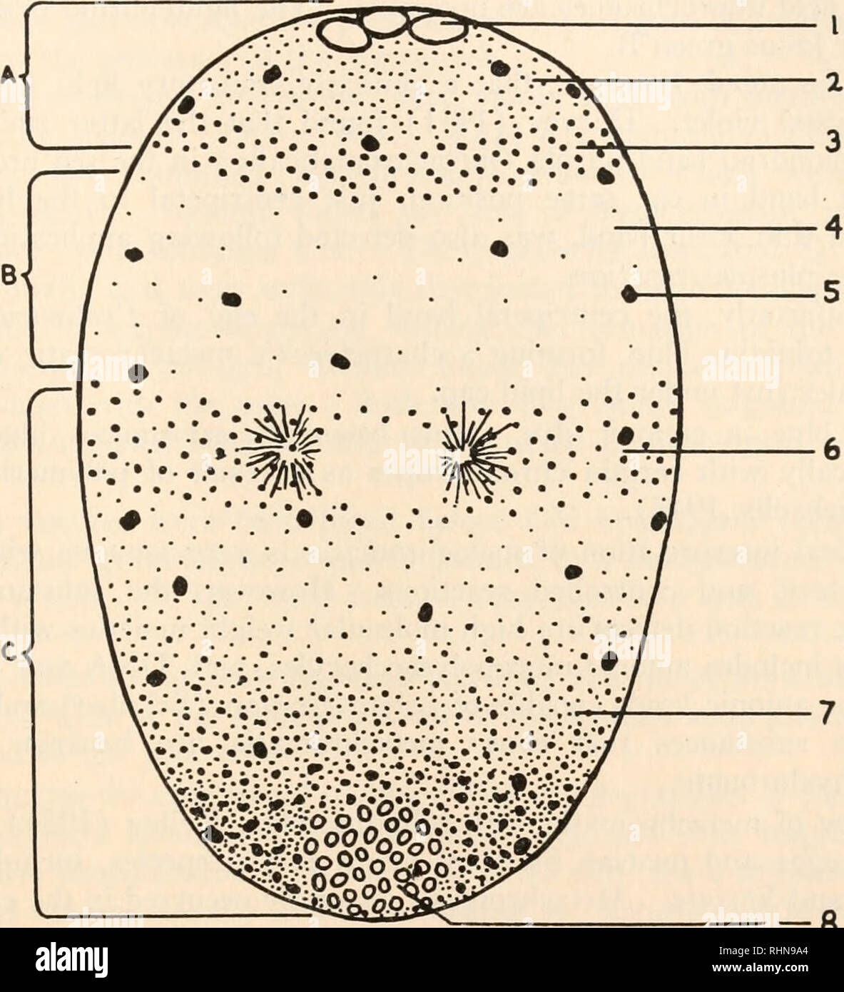 . The Biological bulletin. Biology; Zoology; Biology; Marine Biology. VITAL STAINING OF PECTINARIA 441 after staining with gentian violet or methylene blue resulted in the mitochondria concentrating at the extreme centrifugal end of the egg. However, electron microscope studies of stratified sea urchin eggs by Lansing, Hillier and Rosenthal (1952) indicated that two layers of mitochondria stratified, one of high density just above the yolk granule layer and one of low density in the centripetal lipid layer. In similar studies, Gross, Philpott and Nass (1956) reported that the mito- chondria we Stock Photo