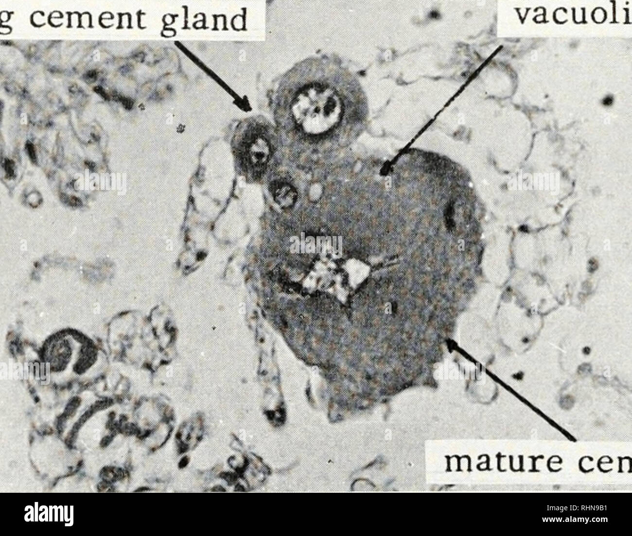 Pesticide Effect On Cells May Resemble >> The Biological Bulletin Biology Zoology Biology Marine Pesticide Effect On Cells May Resemble >> The Biological Bulletin Biology Zoology Biology Marine