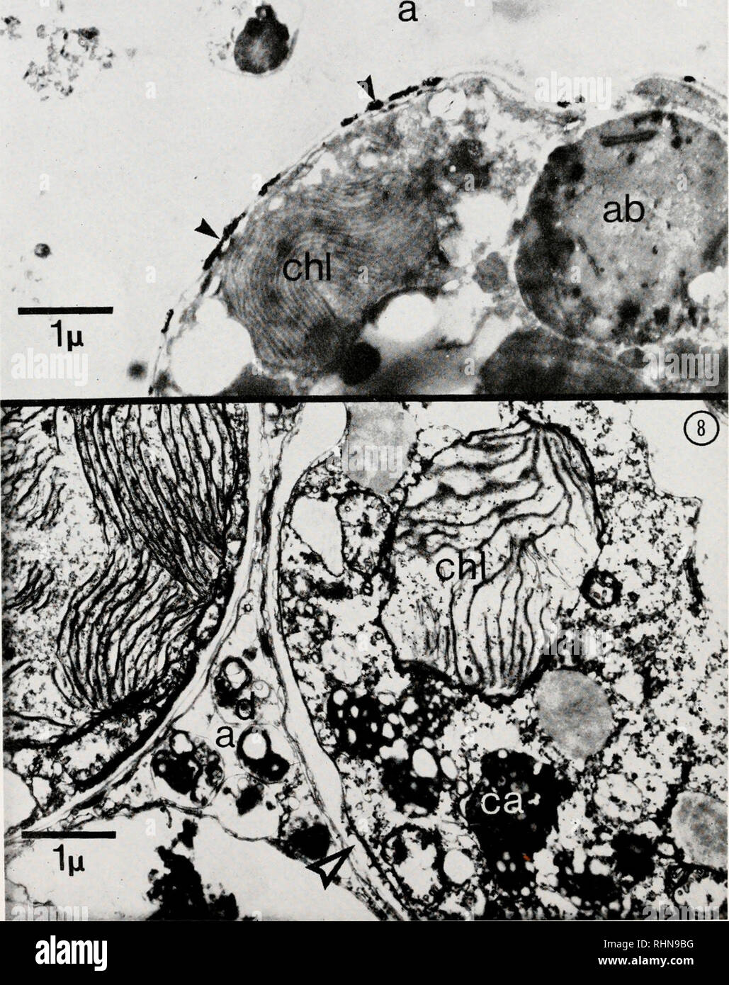 . The Biological bulletin. Biology; Zoology; Biology; Marine Biology. 230 PETER V. FANKBONER * f A4 *• -.. FIGURE 7. Unstained thin section of digestive gland tissue from Hippopus hippopus demon- strating sites of phosphomonoesterase II activity (points) during early stage of intracellular digestion of zooxanthella by amoebocyte lysosomes. Abbreviations used are: a, portion of amoebocyte; ab, accumulation body; chl, chloroplast.. Please note that these images are extracted from scanned page images that may have been digitally enhanced for readability - coloration and appearance of these illust Stock Photo