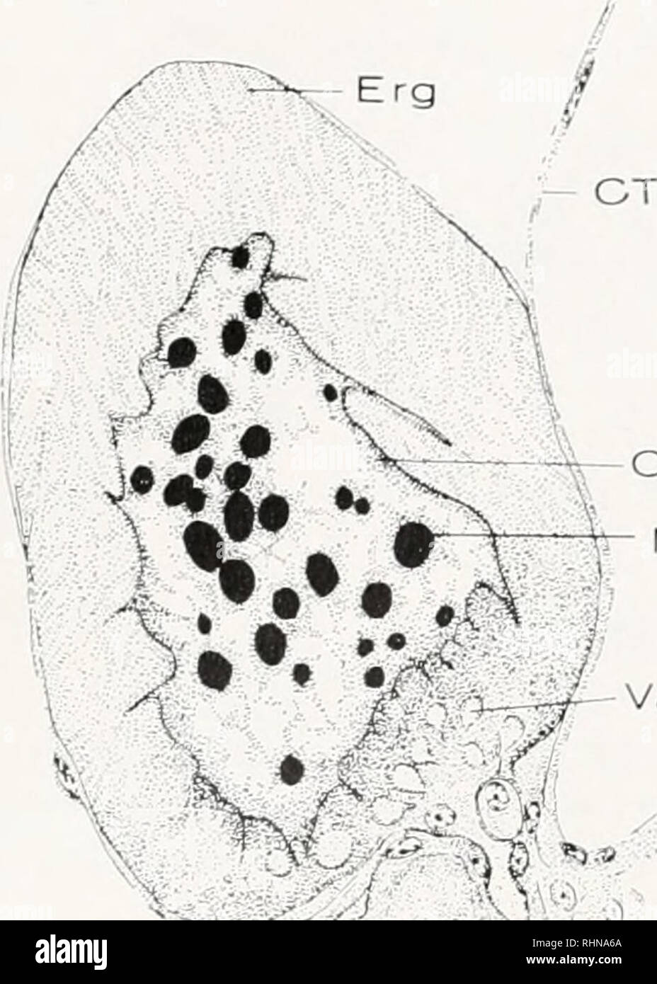 Vincent Rattray . The Biological bulletin. Biology; Zoology; Biology; Marine Biology ...