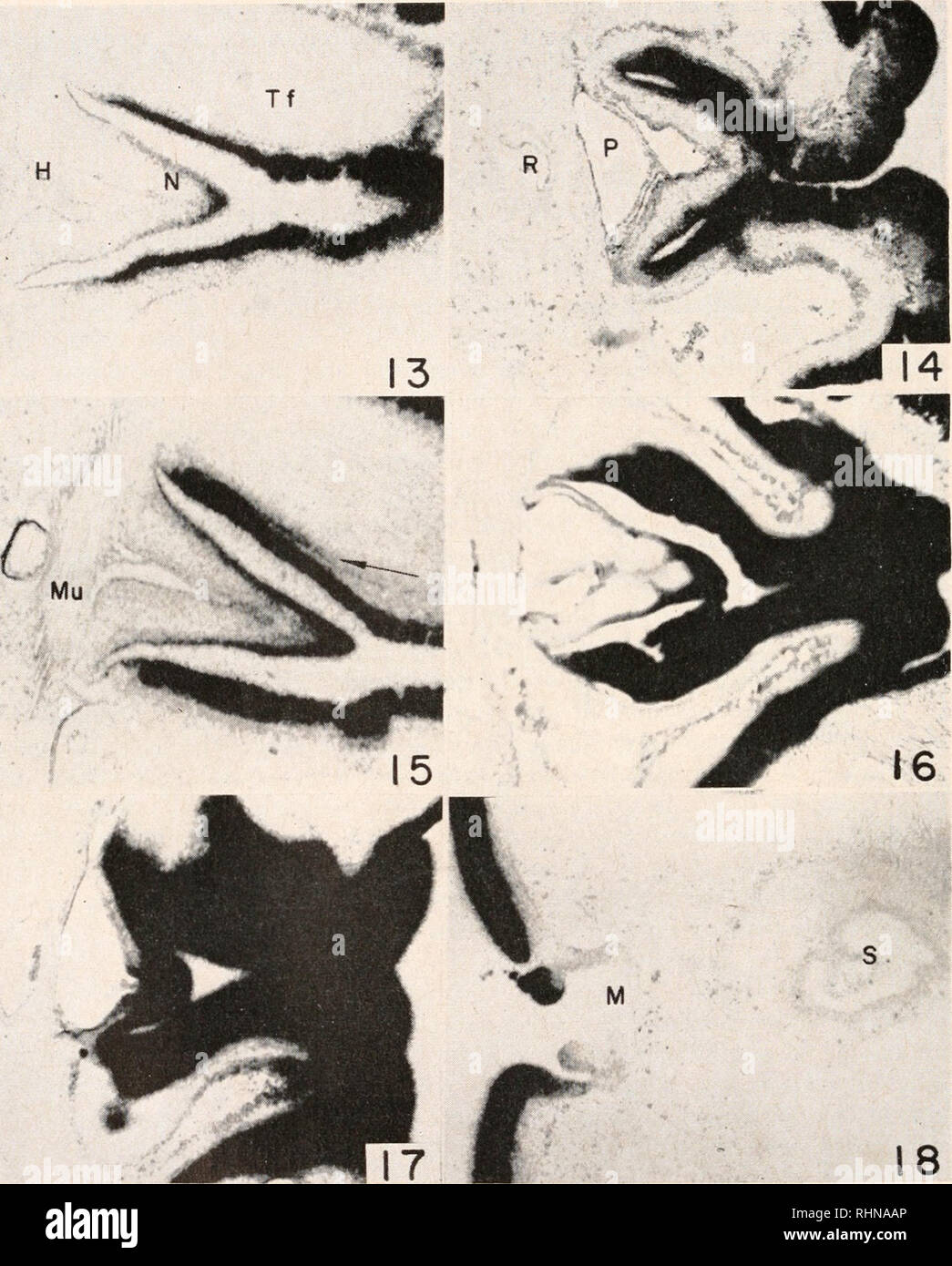 . The Biological bulletin. Biology; Zoology; Biology; Marine Biology