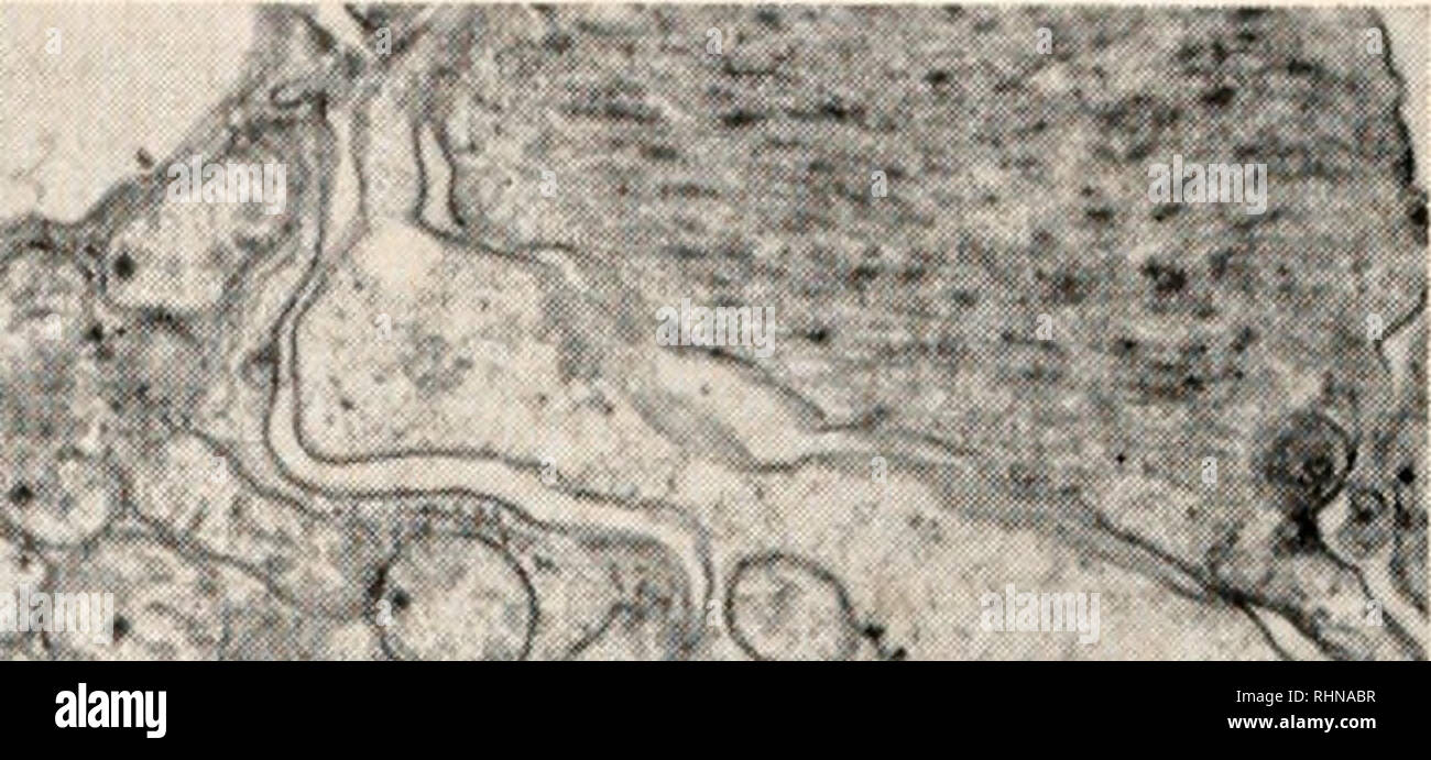 . The Biological bulletin. Biology; Zoology; Biology; Marine Biology ...