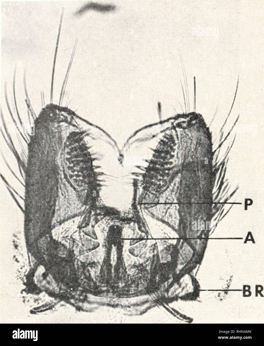 . The Biological bulletin. Biology; Zoology; Biology; Marine Biology. DKK SPIELMAN NVhok'-niount preparation^ of male terminalia.. Please note that these images are extracted from scanned page images that may have been digitally enhanced for readability - coloration and appearance of these illustrations may not perfectly resemble the original work.. Marine Biological Laboratory (Woods Hole, Mass. ); Marine Biological Laboratory (Woods Hole, Mass. ). Annual report 1907/08-1952; Lillie, Frank Rattray, 1870-1947; Moore, Carl Richard, 1892-; Redfield, Alfred Clarence, 1890-1983. Woods Hole, Ma Stock Photo