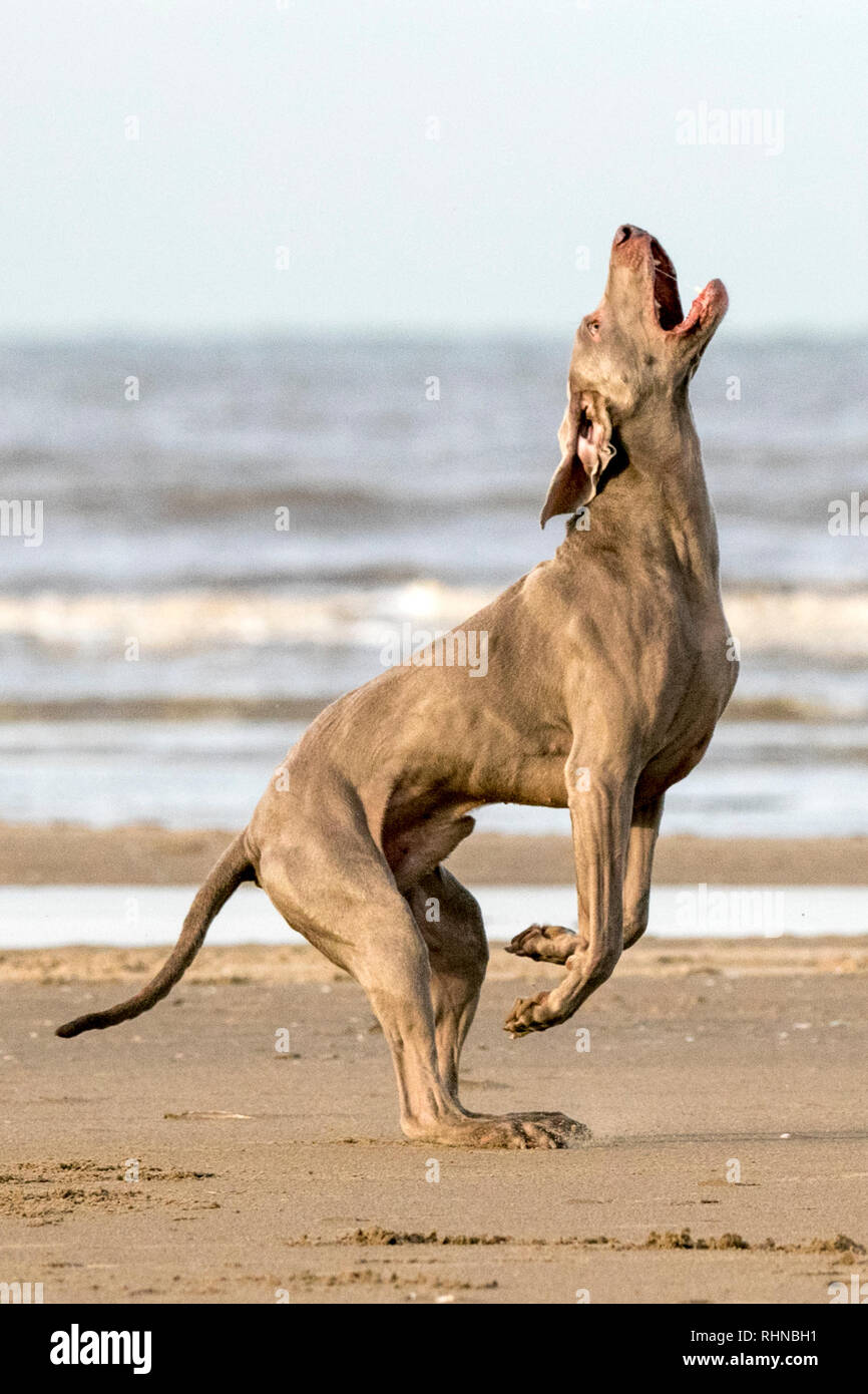 large weimaraner