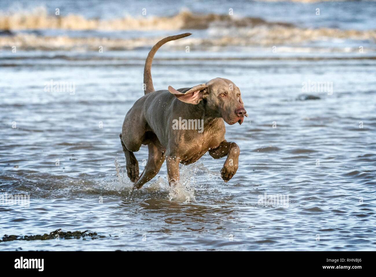 Southport, Merseyside, UK. 3rd February 2019. Weimaraner Playing.  Kobi, a beautiful five year old Weimaraner, plays with his favourite rope ball along the shores of Southport beach in Merseyside.  The Weimaraner is a large dog that was originally bred for hunting in the early 19th century. Early Weimaraners were used by royalty for hunting large game such as boar, bear and deer.  Credit: Cernan Elias/Alamy Live News Stock Photo