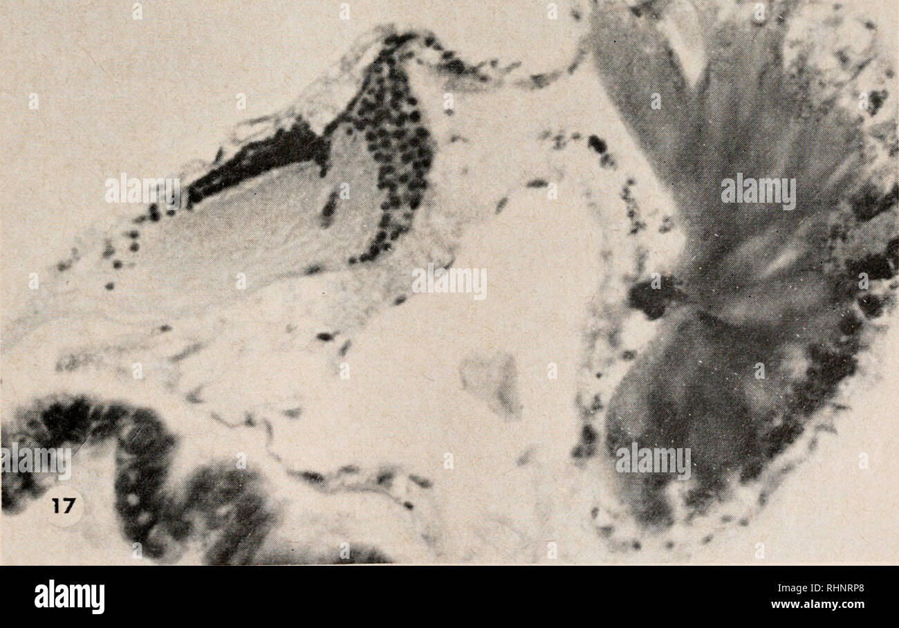 . The Biological bulletin. Biology; Zoology; Biology; Marine Biology. • l« ••&quot;. FIGURE 16. Longitudinal section through tip of the eye of a garnet (//A/) shrimp. Whereas the rhabdome remains intact, the retinular cells have degenerated, leaving cell fragments filled with garnet pigment above and below the basement membrane. FIGURE 17. Longitudinal section through eyestalk of a garnet-eyed shrimp. The retinular cell axons, which normally lie between the basement membrane and the distal optic ganglion, have degenerated.. Please note that these images are extracted from scanned page images t Stock Photo