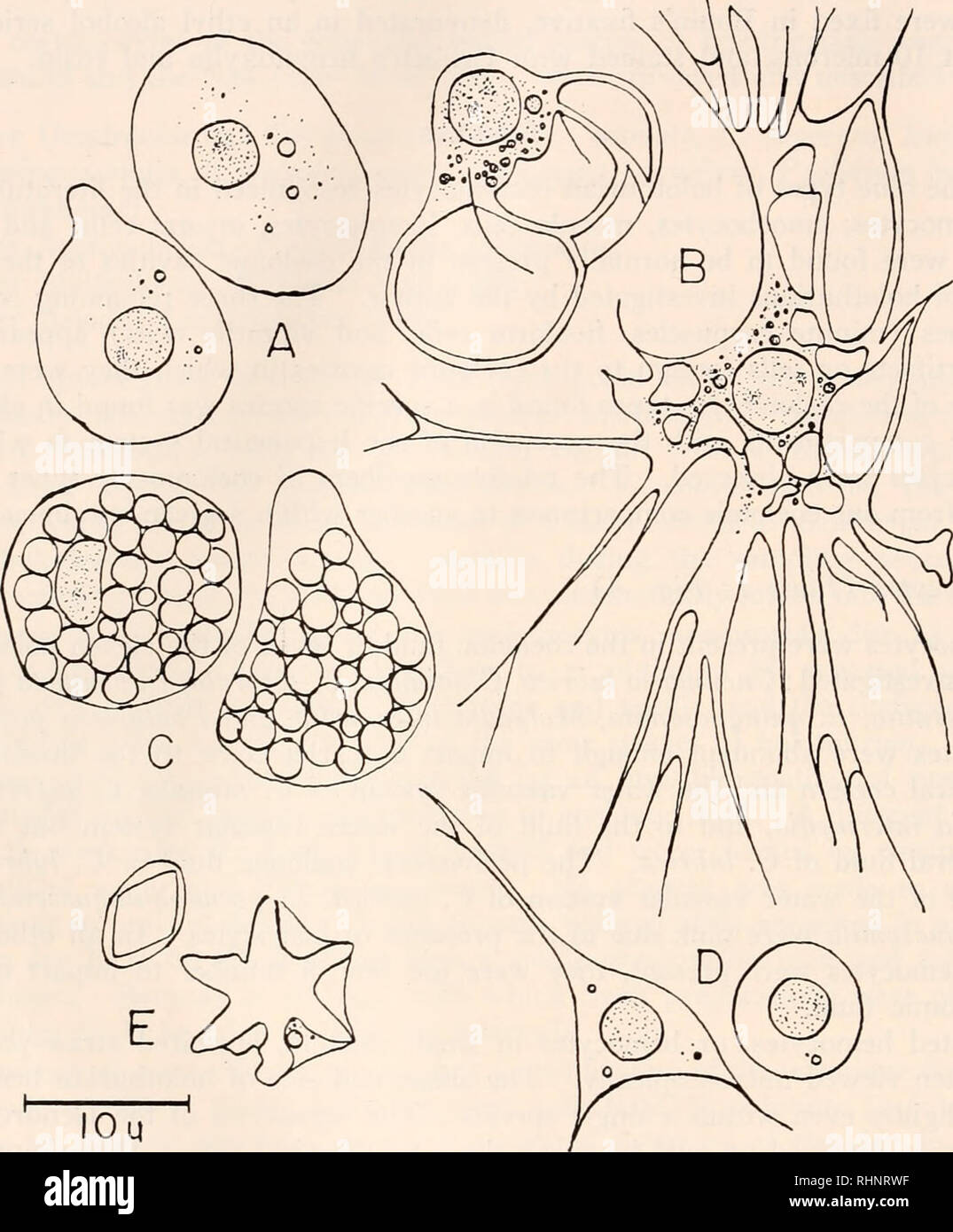 . The Biological bulletin. Biology; Zoology; Biology; Marine Biology. 292 HOWARD R. HETZEL. I0u PLATE I A. Two hemocytes of Cucumaria miniata. The lower left cell is in the process of pro- ducing a bleb of cytoplasm that would later be pinched off as a minute corpuscle. B. Two amoebocytes of Cucumaria miniata. The upper left cell is in the bladder or petaloid stage; the amoebocyte to the right is in the filiform stage. C. Two morula cells (trephocytes) of Cucumaria miniata. The cell on the left shows the nucleus. D. Two lymphocytes of Cucumaria miniata. E. Two crystal cells: a rhomboidal cryst Stock Photo