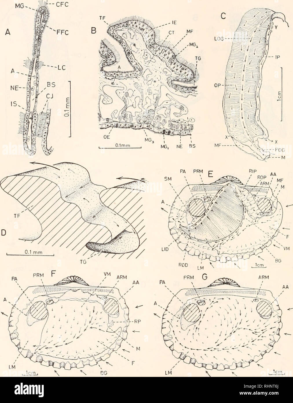 . The Biological bulletin. Biology; Zoology; Biology; Marine Biology. 112 C. F. LIM. LM FIGURE 5. Anadara cuneata (Rve.). A. Transverse section of gill filament. B. Trans- verse section through transverse fold of labial palp. C. Ciliary currents of the left labial palp. D. Currents on two adjacent folds of labial palp (diagrammatic). E. Currents on ctenidium and adjacent areas. F. Currents on the foot and visceral mass. G. Currents on the left mantle lobe.. Please note that these images are extracted from scanned page images that may have been digitally enhanced for readability - coloration an Stock Photo
