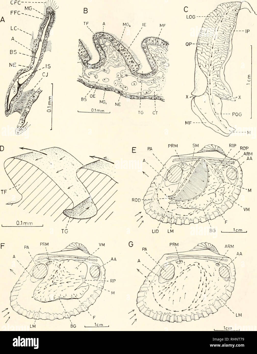 . The Biological bulletin. Biology; Zoology; Biology; Marine Biology. FEEDING MECHANISMS OF ANADARA 111 CFC. LM FIGURE 4. Anadara anomala (Rve.). A. Transverse section of gill filament. B. Trans- verse section through transverse fold of labial palp. C. Ciliary currents of the left labial palp. D. Currents on two adjacent folds of labial palp (diagrammatic). E. Currents on ctenidium and adjacent areas. F. Currents on the foot and visceral mass. G. Currents on the left mantle lobe.. Please note that these images are extracted from scanned page images that may have been digitally enhanced for rea Stock Photo