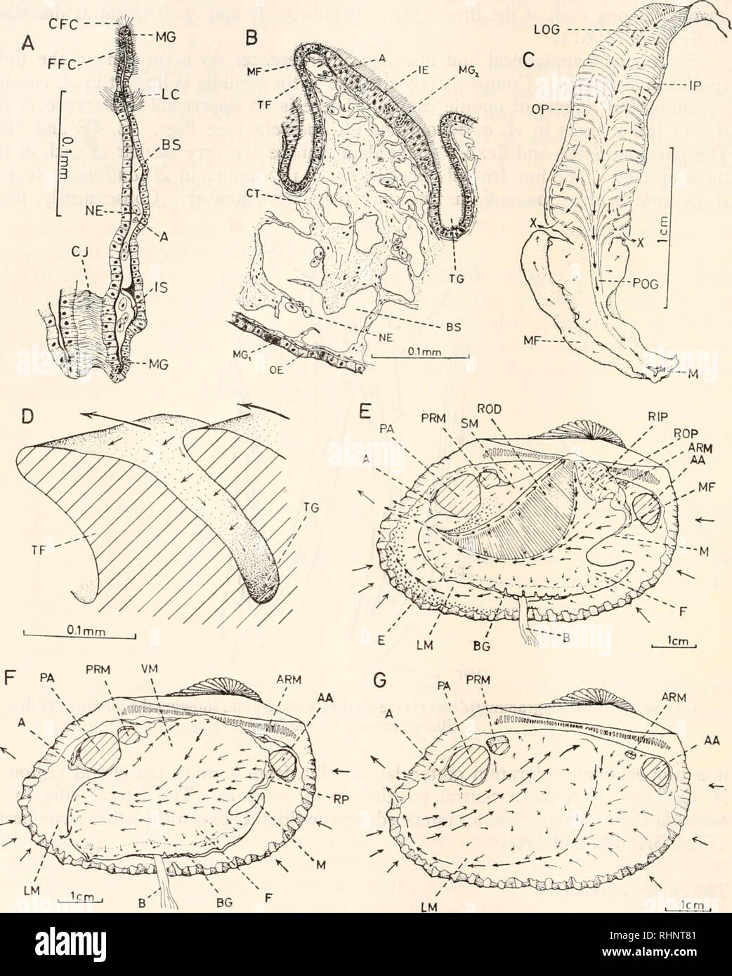 . The Biological bulletin. Biology; Zoology; Biology; Marine Biology. 110 C. F. LIM. FIGURES. Anadara antiquata (L.)- A. Transverse section of gill filament. B. Transverse section through transverse fold of labial palp. C. Ciliary currents of the left labial palp. D. Currents on two adjacent folds of labial palp (diagrammatic). E. Currents on ctenidium and adjacent areas. F. Currents on the foot and visceral mass. G. Currents on the left mantle lobe.. Please note that these images are extracted from scanned page images that may have been digitally enhanced for readability - coloration and appe Stock Photo