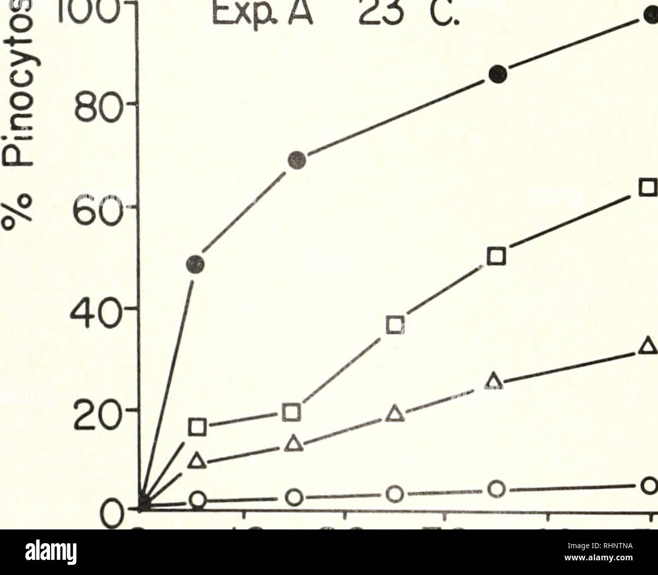 . The Biological bulletin. Biology; Zoology; Biology; Marine Biology. 5xlO&quot;'gm% -2 n5xlO gm% Exp. A 23 C.. A5xl6 gm% -4 o5xl(Tgm% 5xlO gm% -2 5xlO gm% -3 gm% -4 oSxIO gm% 0 10 20 30 40 50 60 Minutes I'll,! R] The effect of concentration and time of exposure on the pinocystoMs of rliod- amine-labelled human gamma ^lohulin l&gt;y oyster K-ucdcyte.s. I;,acli jioint on the .uraph rrprcM-nt&gt; the median of three samples.. Please note that these images are extracted from scanned page images that may have been digitally enhanced for readability - coloration and appearance of these illustratio Stock Photo