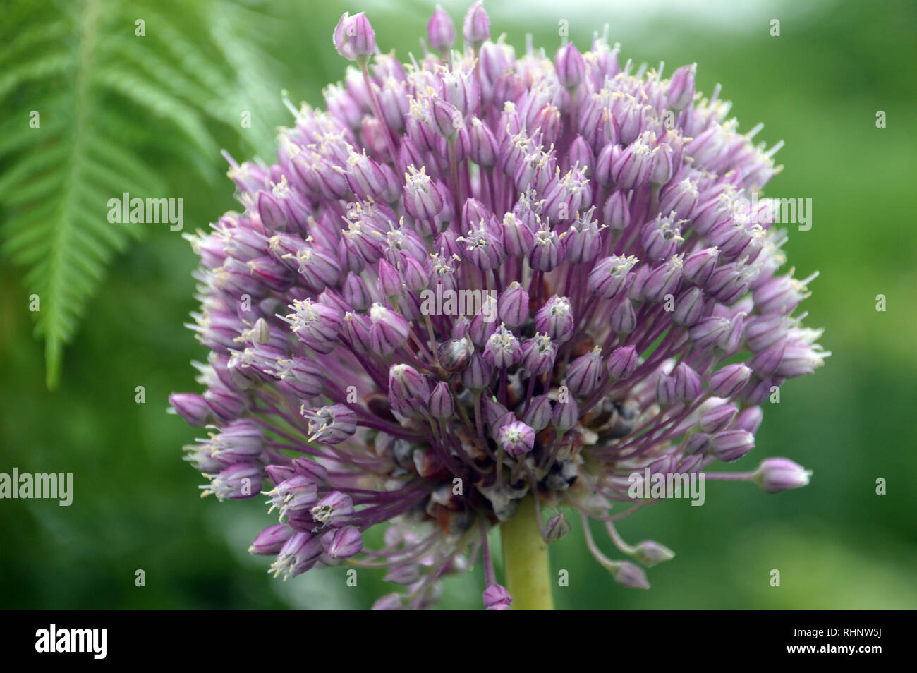 Purple flowers growing on beach hires stock photography and images Alamy