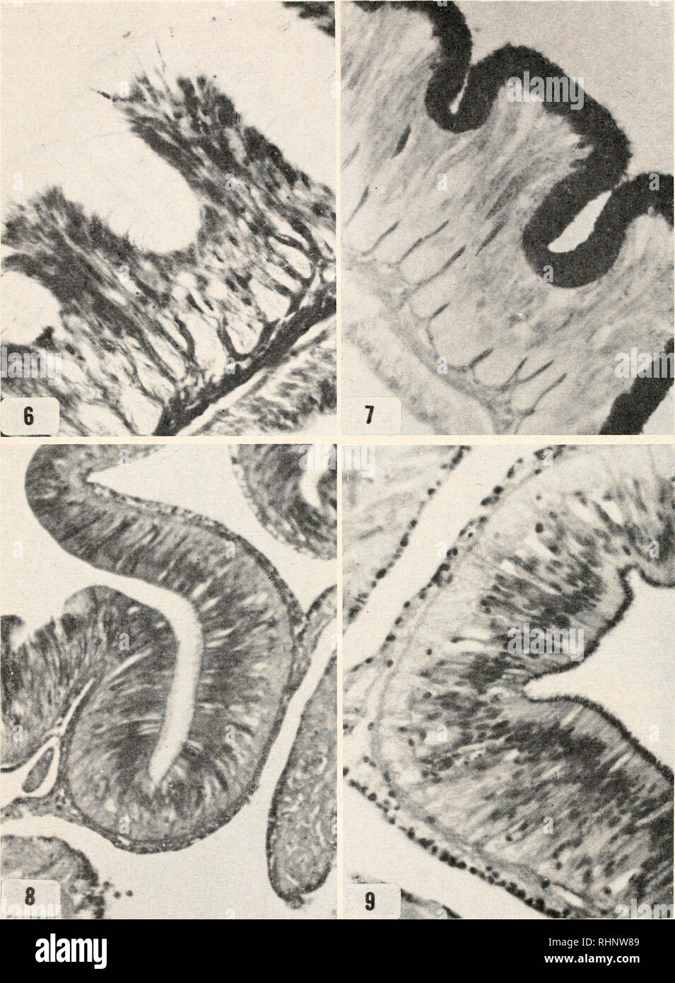 . The Biological bulletin. Biology; Zoology; Biology; Marine Biology