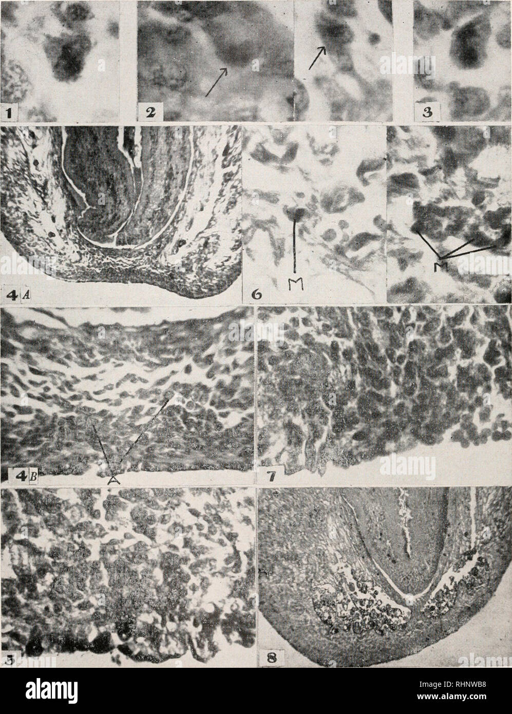 . The Biological bulletin. Biology; Zoology; Biology; Marine Biology. 372 MARY A. McWHINNIE AND MARY M. GLEASON. PLATE I Explanation of Figures FIGURE 1. Mitotic figure in a free amoebocyte in a three-day regenerating planarian piece, exposed to J//5000 colchicine from the time of section. X 1425.. Please note that these images are extracted from scanned page images that may have been digitally enhanced for readability - coloration and appearance of these illustrations may not perfectly resemble the original work.. Marine Biological Laboratory (Woods Hole, Mass. ); Marine Biological Laboratory Stock Photo