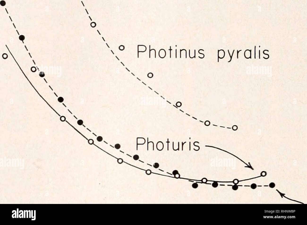 Photinus pyralis hires stock photography and images Alamy