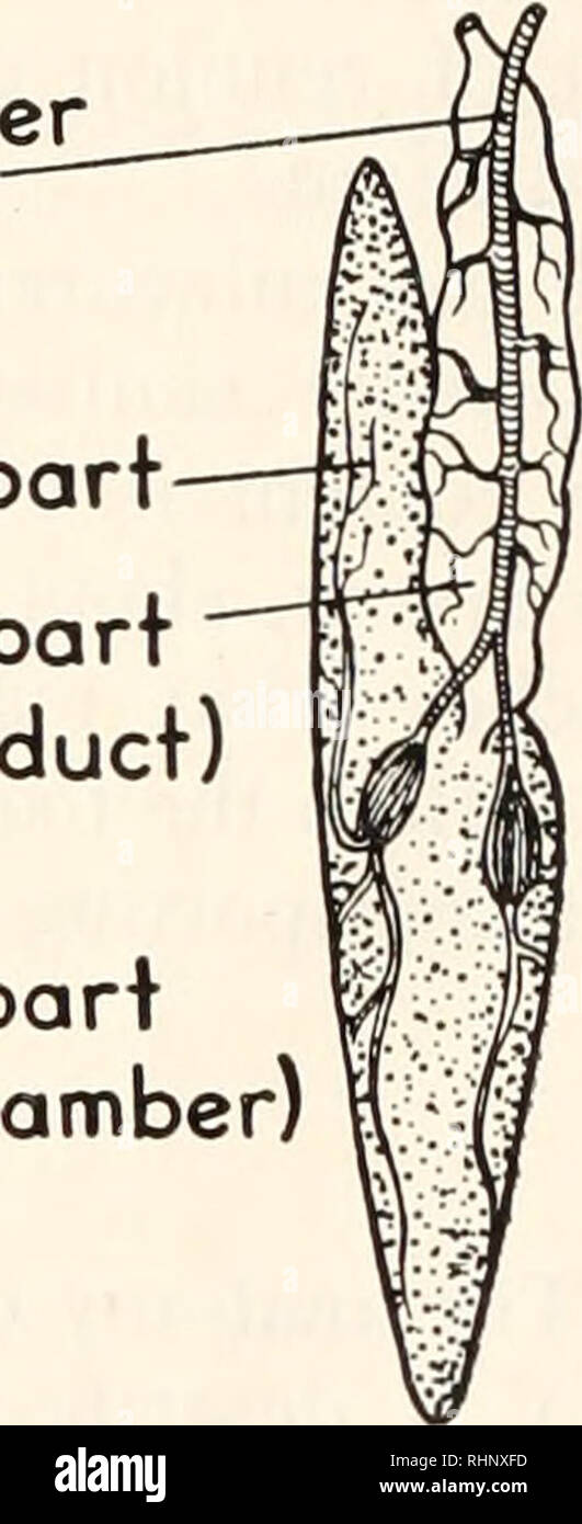 . The Biological bulletin. Biology; Zoology; Biology; Marine Biology. swim bladder artery secretory part resorbent part (pneumatic duct) resorbent part (posterior chamber) OPSANUS. ANGUILLA Anterior Posterior chamber chamber EMBRYOLOGICAL DEVELOPMENT FIGURE 4. The swimbladder of the toadfish (Opsanus tan) and the eel (Anguilla anguilla) illustrating the similarity in general structure. The embryological stages to the left in the figure are redrawn from Tracy (1911). Note the transformation of the embryonic pneumatic duct into the posterior chamber. (1844), Woodland (1911), Rauther (1922), Fang Stock Photo