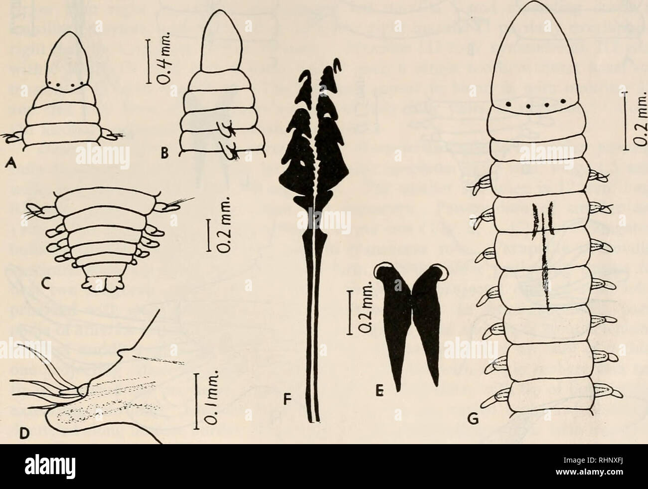 . The Biological bulletin. Biology; Zoology; Biology; Marine Biology. ENDOPARASITIC POLYCHAETOUS ANNELIDS 183 Description of specimens found free-living. Length 40-110+ mm., width 1-4 mm., segments 140-220+. Body cylindrical, tapering slightly anteriorly and posteriorly, stiff, wiry. Prostomium (Figs. 3, A, B; 4, A, B) subconical, rounded anteriorly, slightly depressed dorsoventrally but not greatly flattened as in Drilo- nereis; a pair of faint longitudinal grooves ventrally and four eyes in transverse row at posterodorsal border, rather than two eyes as reported by Moore. First two seg- ment Stock Photo