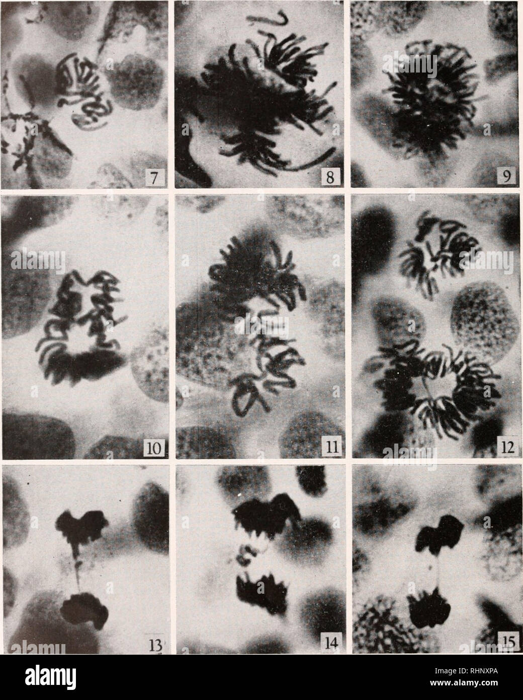. The Biological bulletin. Biology; Zoology; Biology; Marine Biology. 390 DONALD P. COSTELLO AND CATHERINE HEXLKY. PLATE I Photomicrographs of mitotic figures from tail-tips of shipped T. torosus larvae. Magnifica- tions: Figures 7, 8, 14: 1100 X ; Figures 9, 12: 960 X ; Figures 10, 11, 13, 15: 1160 X. Reduced 20% off. FIGURE 7. Haploid metaphase (same as Fig. 1), with 11 chromosomes counted. FIGURE 8. Pentaploid metaphase, with 46 chromosomes counted. Most of the chromo- somes in the figure are split.. Please note that these images are extracted from scanned page images that may have been dig Stock Photo