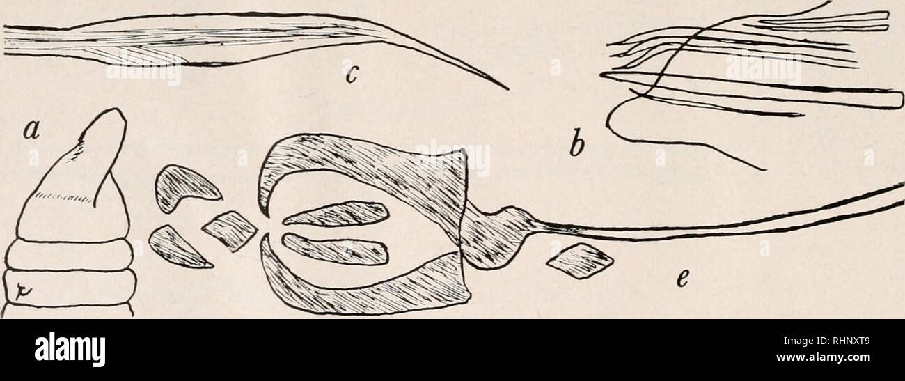 . The Biological bulletin. Biology; Zoology; Biology; Marine Biology. C-. Four pairs of well developed maxillae, with pair of elongate rodlike maxillary carriers and shorter unpaired piece (basal or maxillae I large, strong, hooked, forceps-like; maxillae II rectangular plates, sometimes denticled; maxillae III and IV each a single strong thorn-like tooth). Mandibles absent. Parapodia with heavy acicula or acicular setae, the tips of which usually protrude. Prostomium without eyes. Genus Drilonci'ds Claparede (includes Labidognathus Caullery; see below). G1. Parasitic in peri-intestinal blood  Stock Photo