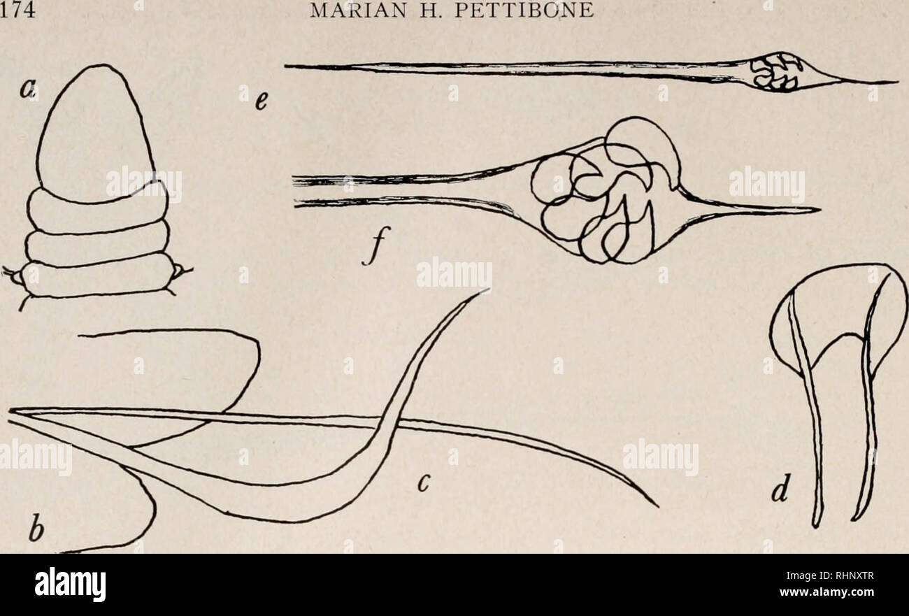 . The Biological bulletin. Biology; Zoology; Biology; Marine Biology. MARIAN H. PETTIBONE. C-. Four pairs of well developed maxillae, with pair of elongate rodlike maxillary carriers and shorter unpaired piece (basal or maxillae I large, strong, hooked, forceps-like; maxillae II rectangular plates, sometimes denticled; maxillae III and IV each a single strong thorn-like tooth). Mandibles absent. Parapodia with heavy acicula or acicular setae, the tips of which usually protrude. Prostomium without eyes. Genus Drilonci'ds Claparede (includes Labidognathus Caullery; see below). G1. Parasitic in p Stock Photo