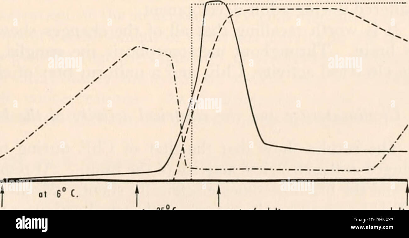 . The Biological bulletin. Biology; Zoology; Biology; Marine Biology. CONTROL OF NEUROSECRETION 289 the brain throughout pupal diapause and adult development. Furthermore, its titer in the pupal brain shows no correlation with the previous temperature history of the animal, or with the reappearance of ChE. or with the onset of electrical ex- citability. However, as Table III reveals, a prominent increase in the choline acetylase of the brain takes place after the onset of adult development. DISCUSSION 1. The physiology of the brain duriny metamorphosis In Figure 7 the results of the present st Stock Photo