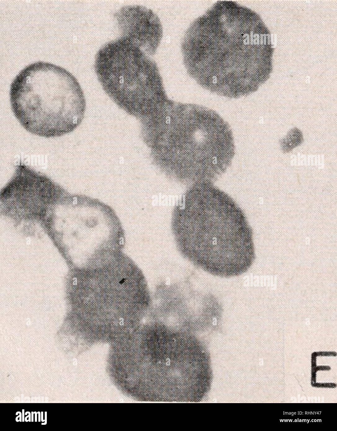 . The Biological bulletin. Biology; Zoology; Biology; Marine Biology. R