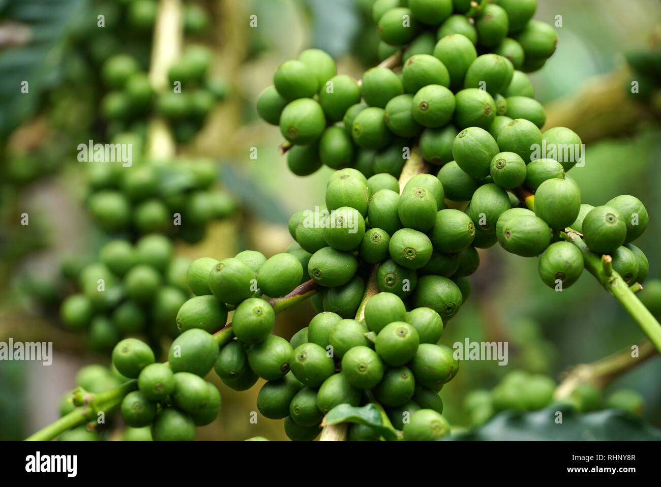 Raw green coffee bean hires stock photography and images Alamy