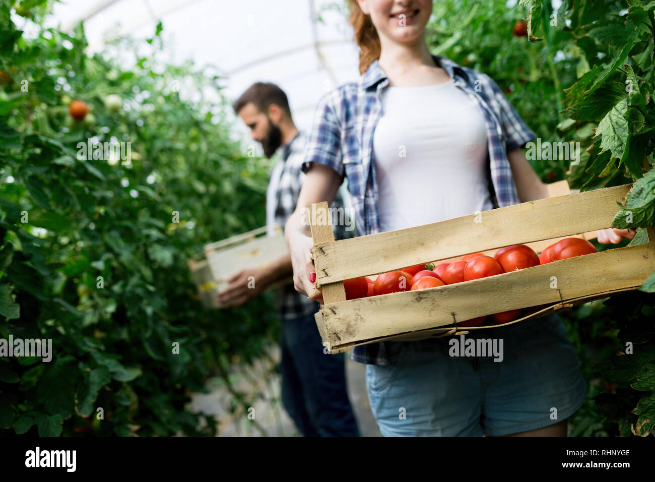 Young smiling agriculture woman worker harvesting tomatoes in ...